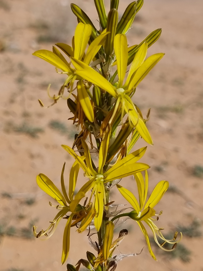 Asphodeline lutea  Asphodeline lutea,Geotagged,Jordan,King's Spear,Spring
