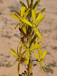 Asphodeline lutea  Asphodeline lutea,Geotagged,Jordan,King's Spear,Spring