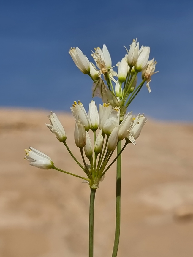 Allium negevense  Allium negevense,Geotagged,Jordan,Spring
