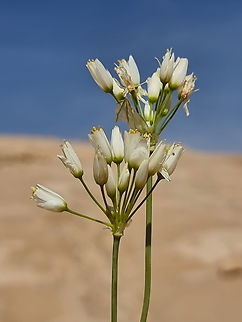 Allium negevense