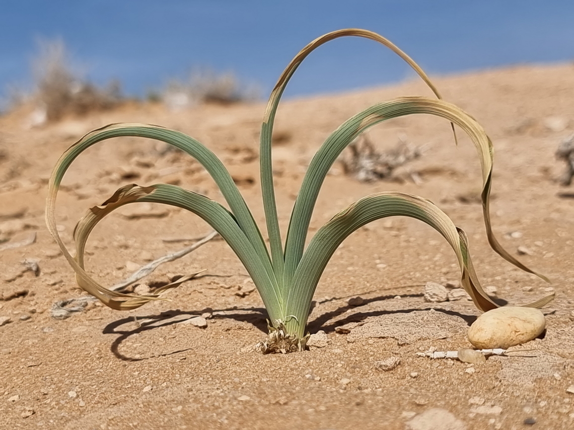 Iris regis-uzziae  Geotagged,Iris regis-uzziae,Jordan,King Uzziae Iris,Spring