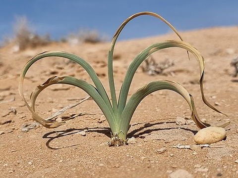 Iris regis-uzziae  Geotagged,Iris regis-uzziae,Jordan,King Uzziae Iris,Spring