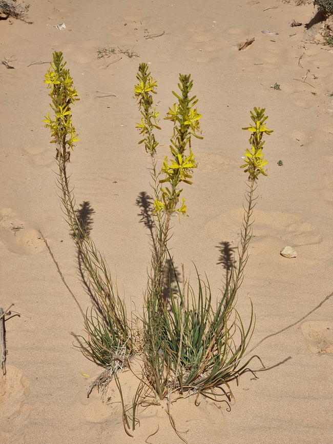 Asphodeline lutea  Asphodeline lutea,Geotagged,Jordan,King's Spear,Spring