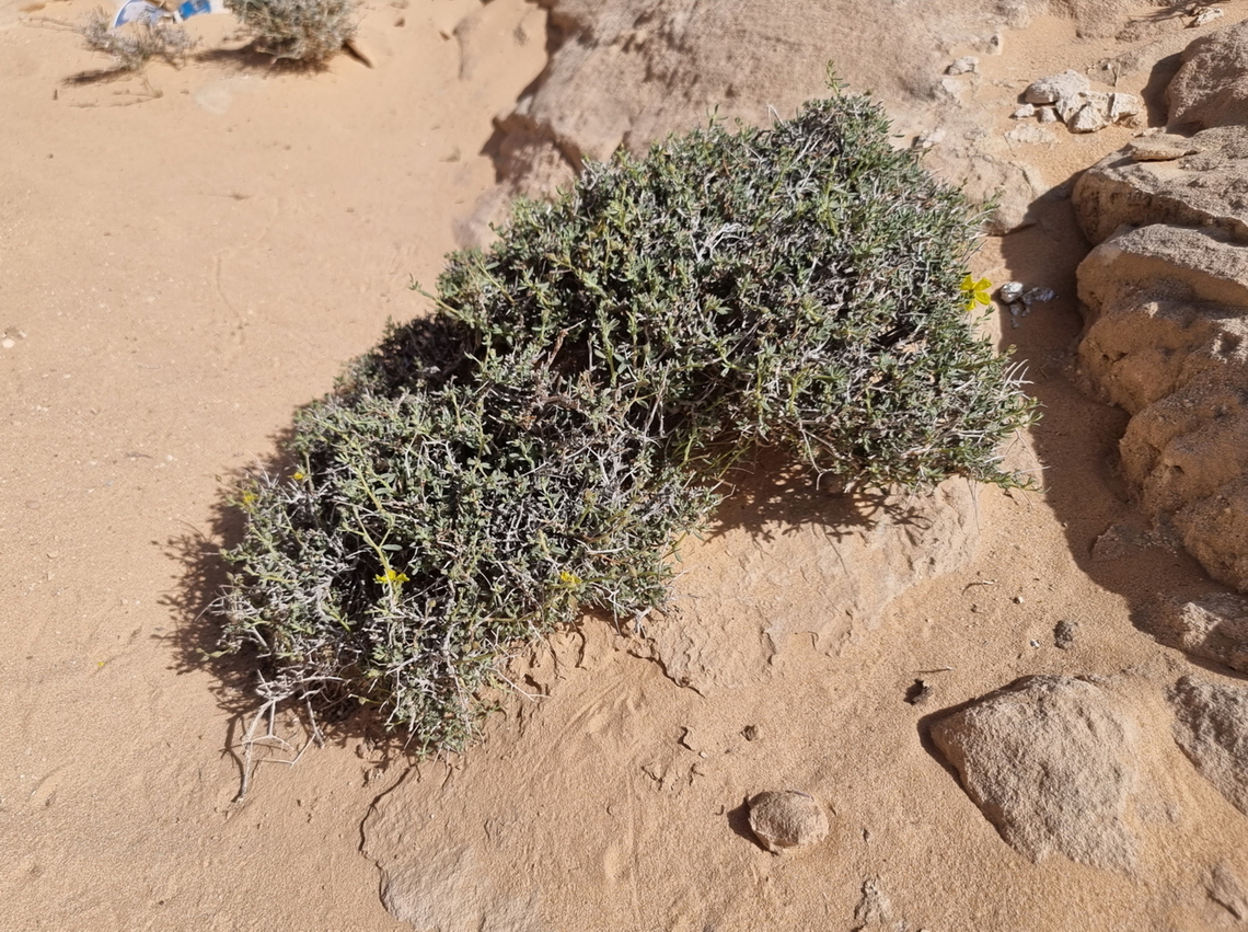Helianthemum ventosum  Geotagged,Helianthemum ventosum,Jordan,Spring