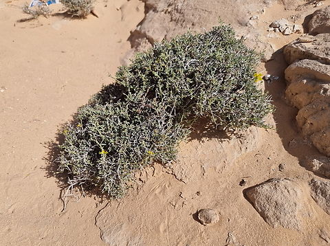 Helianthemum ventosum  Geotagged,Helianthemum ventosum,Jordan,Spring