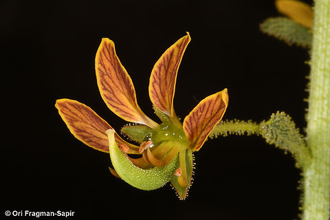Cleome arabica  Cleome arabica,Geotagged,Jordan,Spring