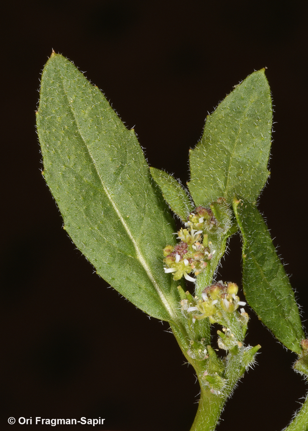 Euclidium syriacum  Euclidium syriacum,Geotagged,Jordan,Spring
