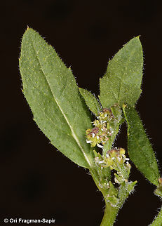 Euclidium syriacum  Euclidium syriacum,Geotagged,Jordan,Spring