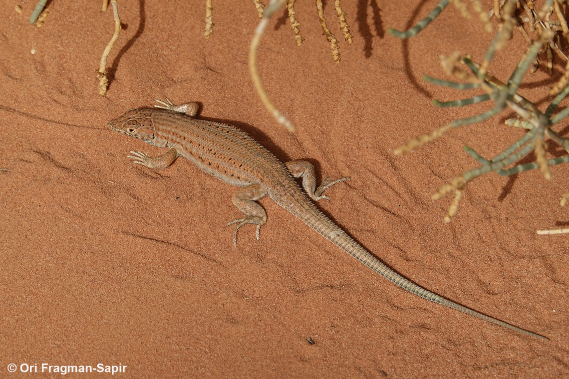 Acanthodactylus opheodurus  Acanthodactylus opheodurus,Arnold's Fringe-fingered Lizard,Geotagged,Jordan,Spring