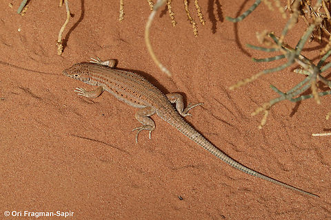 Acanthodactylus opheodurus  Acanthodactylus opheodurus,Arnold's Fringe-fingered Lizard,Geotagged,Jordan,Spring