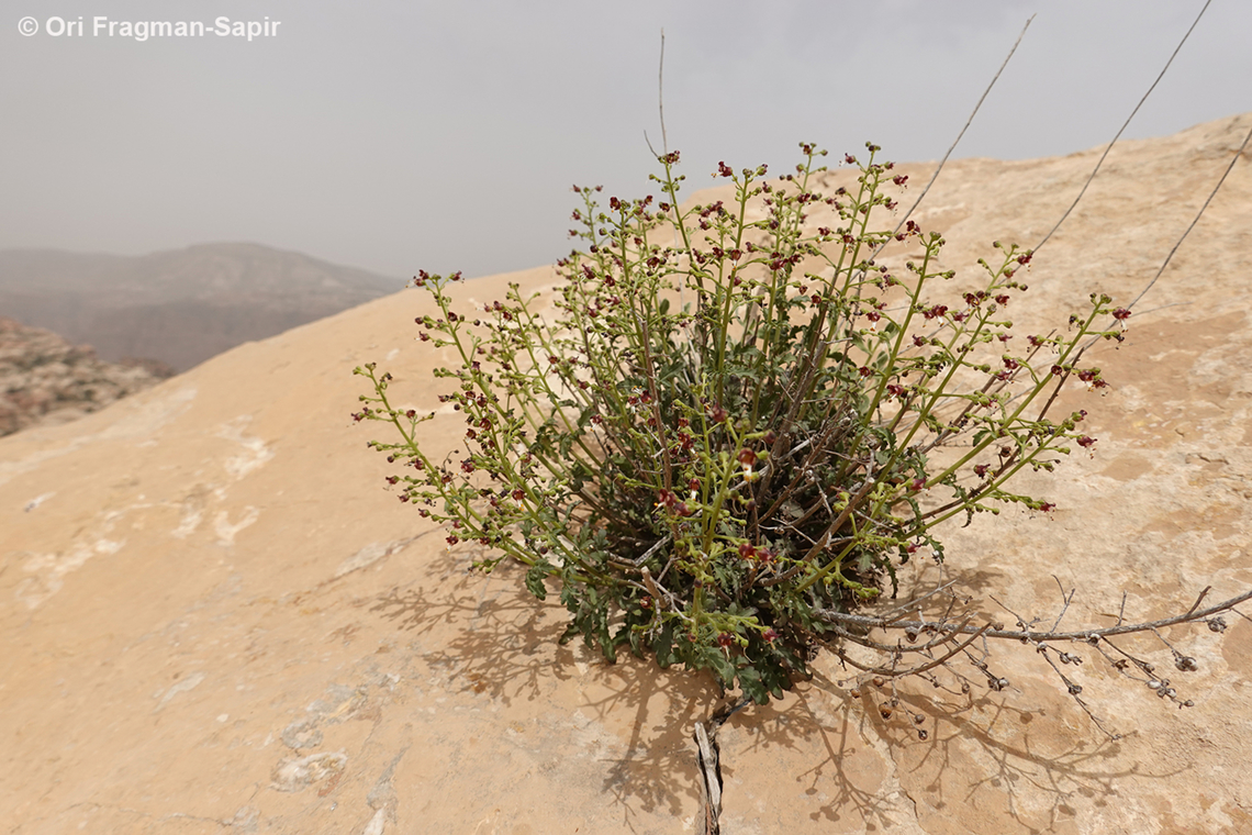 Scrophularia xylorrhiza Jordan, Dana Reserve, Shag Rish, 1330 m. Geotagged,Jordan,Scrophularia xylorrhiza,Spring