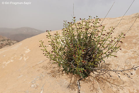 Scrophularia xylorrhiza Jordan, Dana Reserve, Shag Rish, 1330 m. Geotagged,Jordan,Scrophularia xylorrhiza,Spring