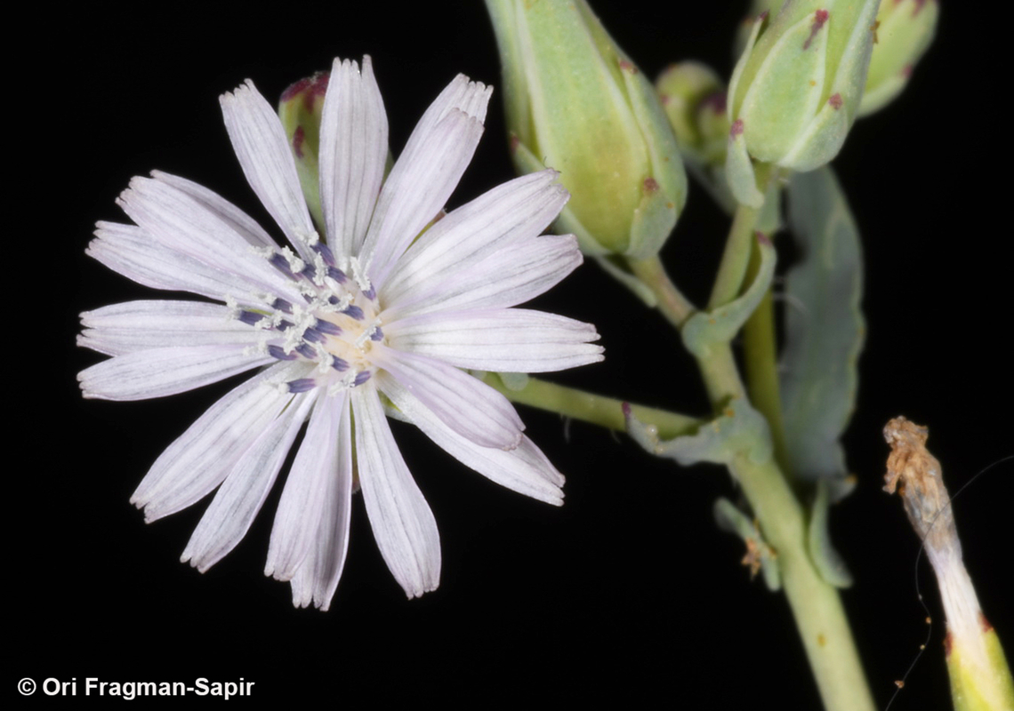 Lactuca undulata  Geotagged,Jordan,Lactuca undulata,Spring