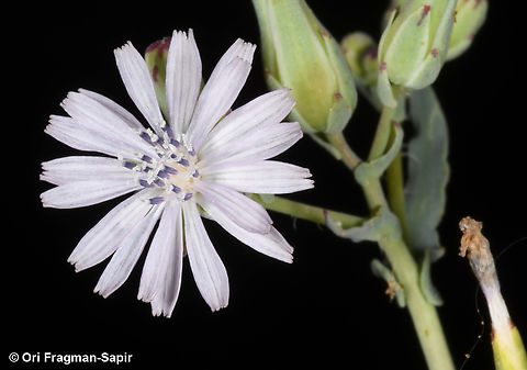Lactuca undulata  Geotagged,Jordan,Lactuca undulata,Spring