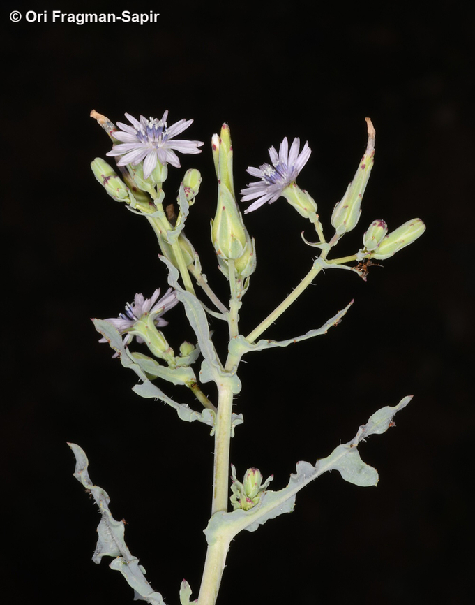 Lactuca undulata  Geotagged,Jordan,Lactuca undulata,Spring