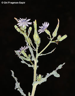 Lactuca undulata  Geotagged,Jordan,Lactuca undulata,Spring