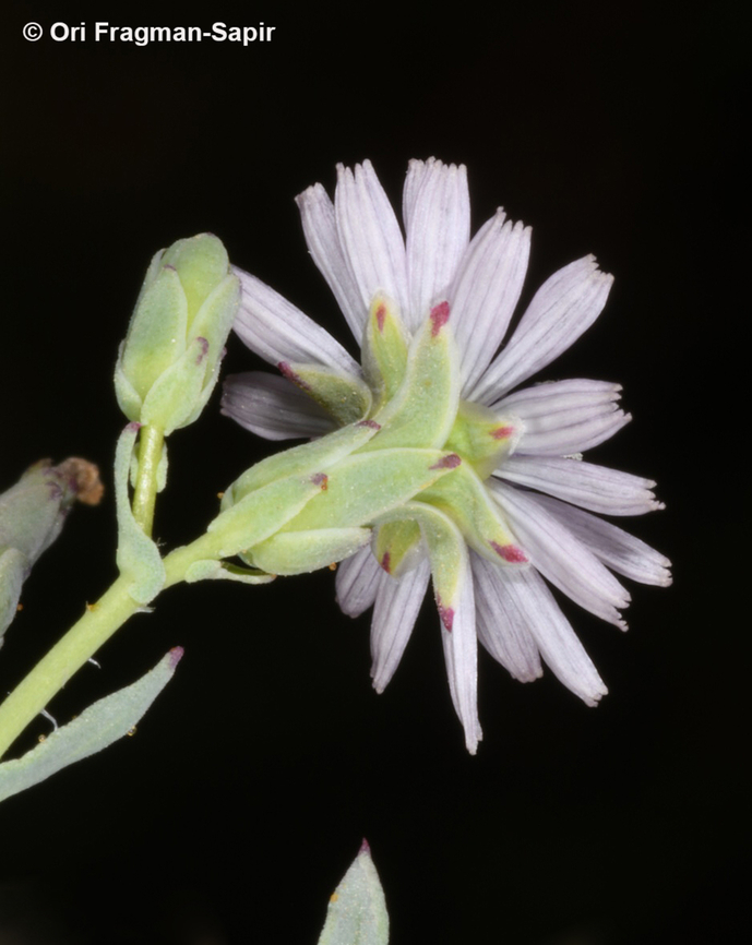 Lactuca undulata  Geotagged,Jordan,Lactuca undulata,Spring