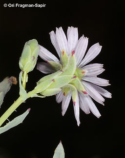 Lactuca undulata  Geotagged,Jordan,Lactuca undulata,Spring