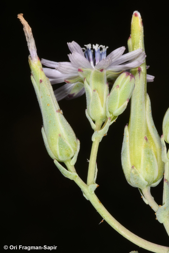 Lactuca undulata  Geotagged,Jordan,Lactuca undulata,Spring
