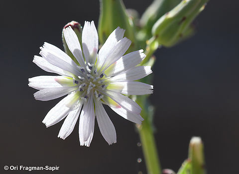 Lactuca undulata  Geotagged,Jordan,Lactuca undulata,Spring