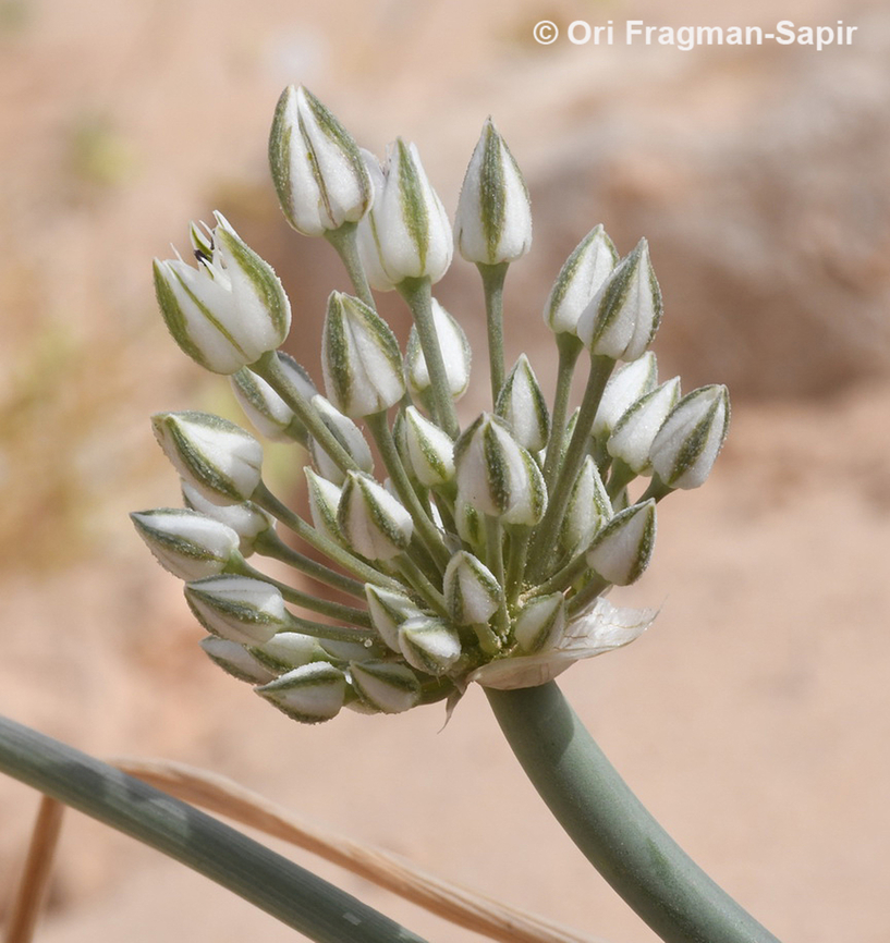 Allium sinaiticum  Allium sinaiticum,Geotagged,Israel,Spring