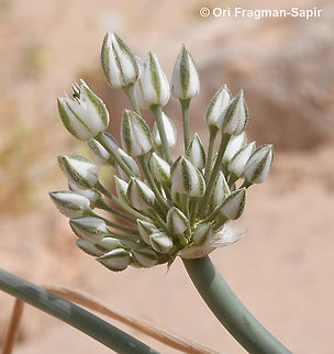 Allium sinaiticum  Allium sinaiticum,Geotagged,Israel,Spring