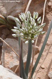 Allium sinaiticum  Allium sinaiticum,Geotagged,Israel,Spring