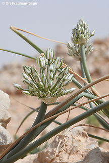Allium sinaiticum  Allium sinaiticum,Geotagged,Israel,Spring
