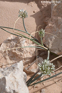 Allium sinaiticum  Allium sinaiticum,Geotagged,Israel,Spring