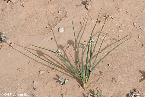 Allium sinaiticum  Allium sinaiticum,Geotagged,Israel,Spring