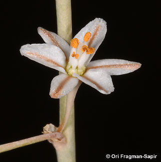 Asphodelus refractus  Asphodelus refractus,Geotagged,Jordan,Spring