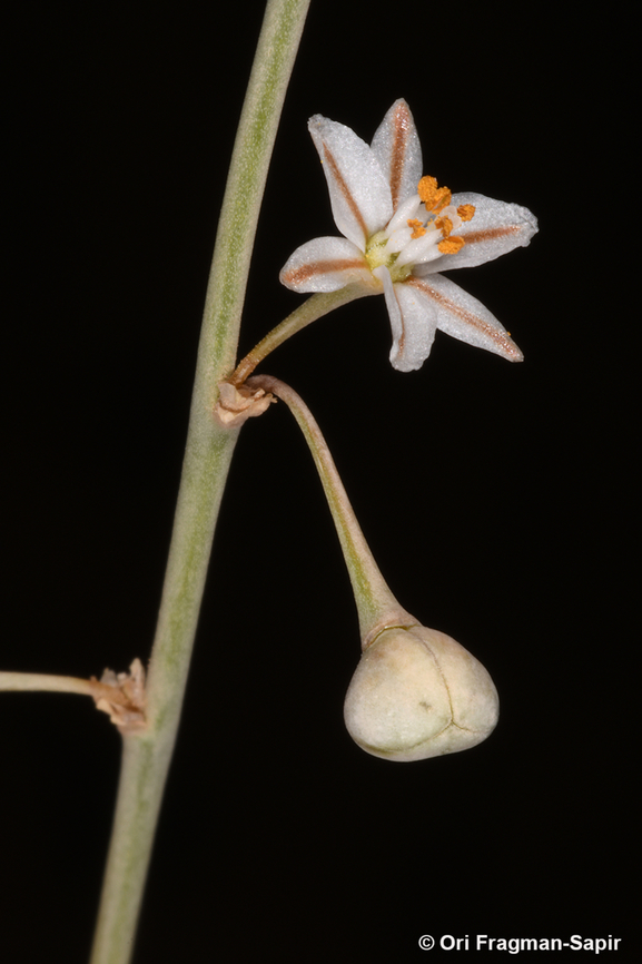 Asphodelus refractus  Asphodelus refractus,Geotagged,Jordan,Spring