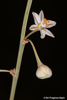 Asphodelus refractus  Asphodelus refractus,Geotagged,Jordan,Spring