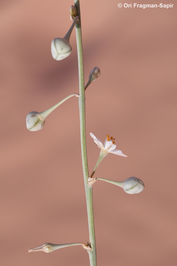 Asphodelus refractus  Asphodelus refractus,Geotagged,Jordan,Spring