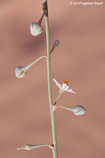 Asphodelus refractus  Asphodelus refractus,Geotagged,Jordan,Spring