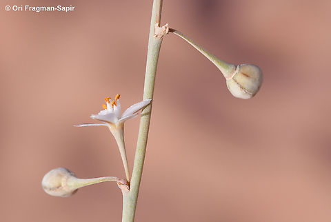 Asphodelus refractus  Asphodelus refractus,Geotagged,Jordan,Spring