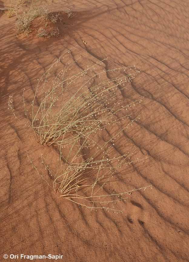 Asphodelus refractus S Jordan, N Wadi Rum Asphodelus refractus,Geotagged,Jordan,Spring