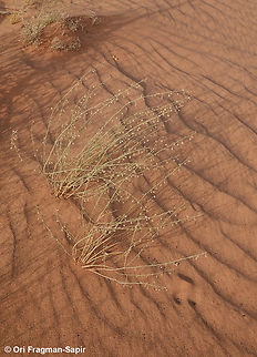 Asphodelus refractus S Jordan, N Wadi Rum Asphodelus refractus,Geotagged,Jordan,Spring