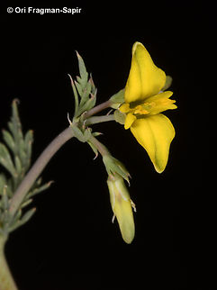 Hypecoum littorale  Geotagged,Hypecoum littorale,Jordan,Spring