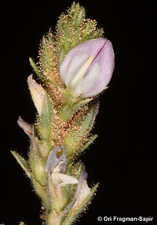 Ononis serrata  Geotagged,Jordan,Ononis serrata,Spring