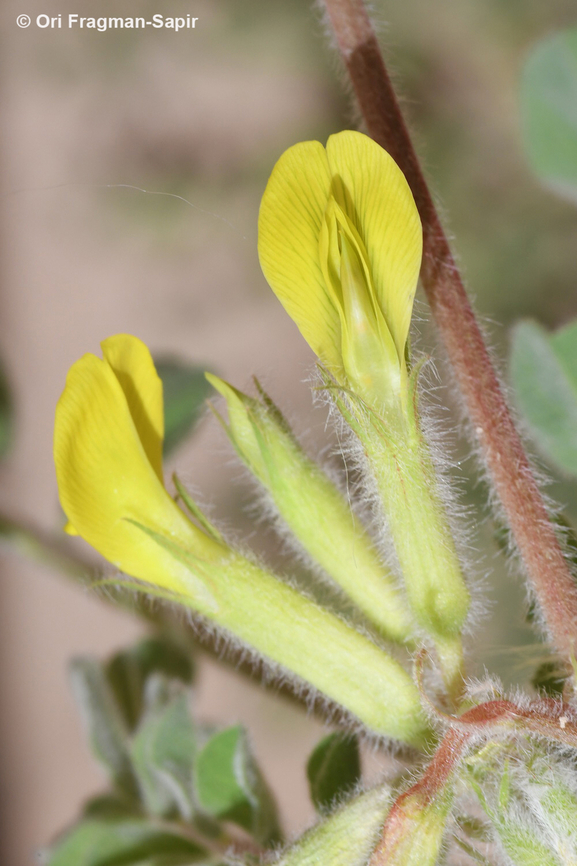 Astragalus aaronii  Astragalus aaronii,Geotagged,Jordan,Spring