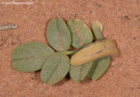 Astragalus arpilobus  Astragalus arpilobus,Geotagged,Jordan,Spring