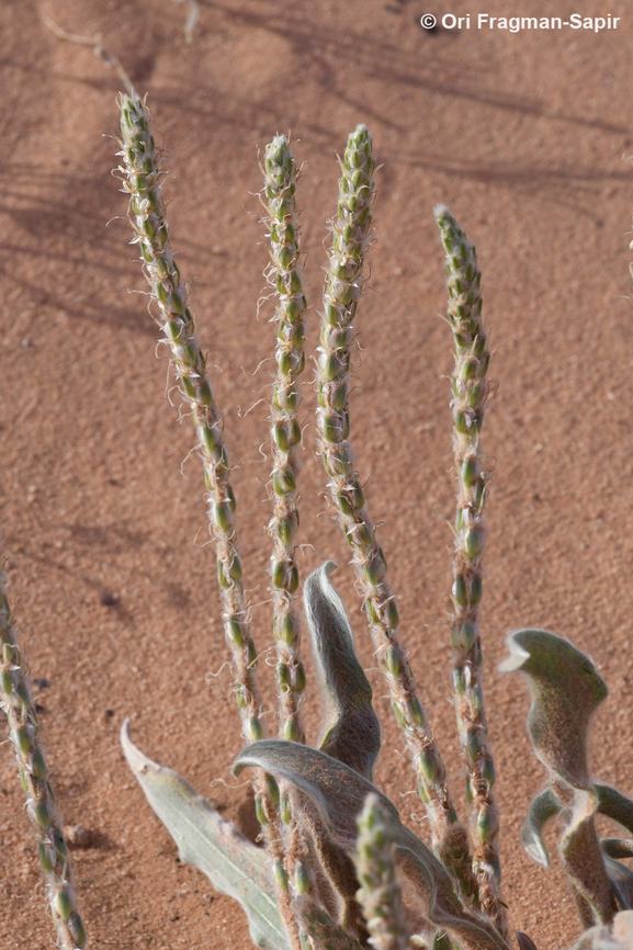 Plantago cylindrica  Geotagged,Jordan,Plantago cylindrica,Spring