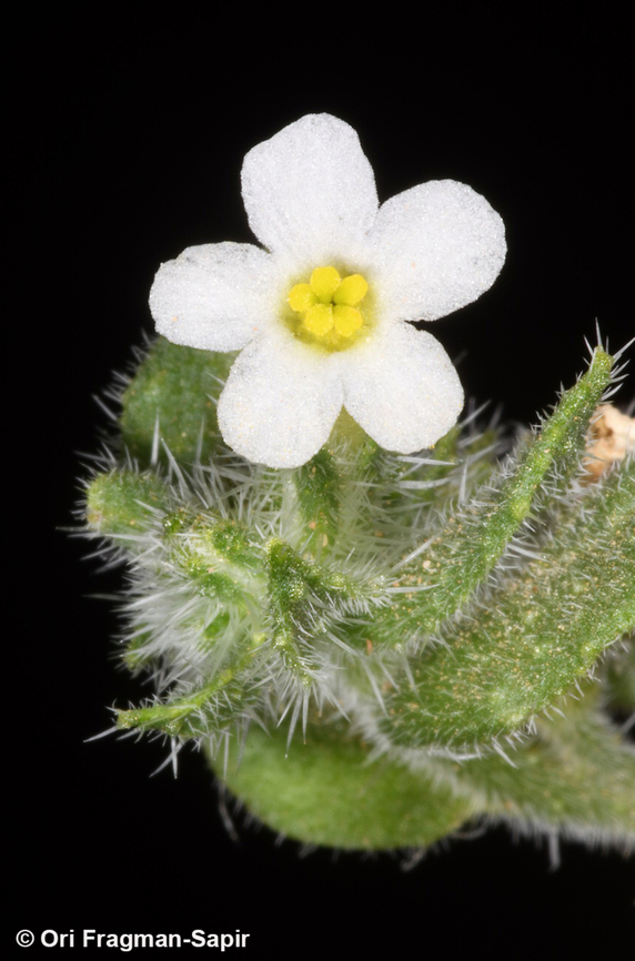 Anchusa milleri S Jordan, Wadi Rum, Abu Hashiba Canyon Anchusa milleri,Geotagged,Jordan,Spring