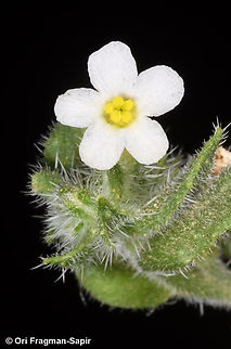 Anchusa milleri S Jordan, Wadi Rum, Abu Hashiba Canyon Anchusa milleri,Geotagged,Jordan,Spring