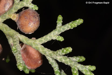 Juniperus turbinata  Geotagged,Jordan,Juniperus turbinata,Spring