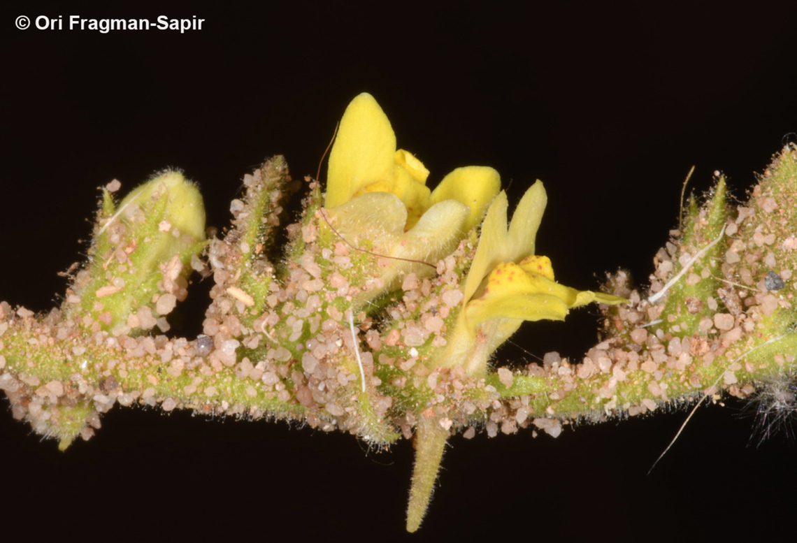 Kickxia petrana  Geotagged,Jordan,Kickxia petrana,Spring