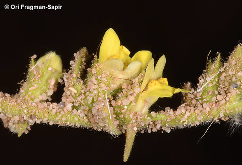 Kickxia petrana  Geotagged,Jordan,Kickxia petrana,Spring