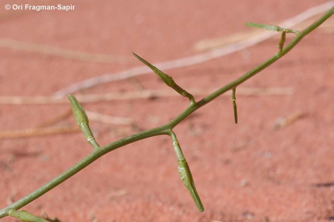 Cakile arabica S Jordan, Wadi Rum, Abu Hashiba Canyon Cakile arabica,Geotagged,Jordan,Spring