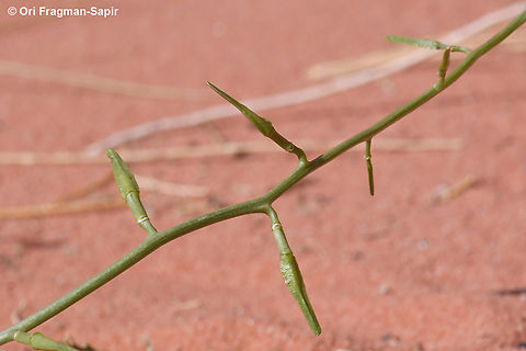 Cakile arabica S Jordan, Wadi Rum, Abu Hashiba Canyon Cakile arabica,Geotagged,Jordan,Spring